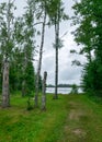 Walking trail in the forest, boggy forest vegetation, plants, grass, moss in the rain, autumn Royalty Free Stock Photo