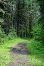 Hiking trail in the forest in Duck Mountain Provincial Park Manitoba Royalty Free Stock Photo