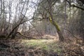 Walking trail in the forest with mystical trees overgrown with green moss