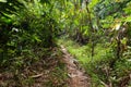 Walking trail in the jungle Royalty Free Stock Photo