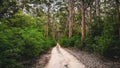 Walking trail through the Karri forests of Western Australia Margaret River