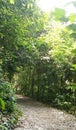 MacRitchie Reservoir