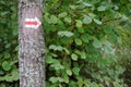 Walking trail marks and signs on trees showing direction for hikers in forest Royalty Free Stock Photo