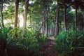 Walking trail in New Zealand tropical forest Royalty Free Stock Photo