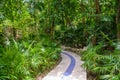 Walking trail path in rain tropical forest jungles near Playa del Carmen, Riviera Maya, Yu atan, Mexico Royalty Free Stock Photo