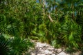 Walking trail path in rain tropical forest jungles near Playa del Carmen, Riviera Maya, Yu atan, Mexico Royalty Free Stock Photo