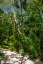 Walking trail path in rain tropical forest jungles near Playa del Carmen, Riviera Maya, Yu atan, Mexico Royalty Free Stock Photo