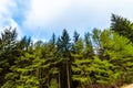 Walking on a trail in the Peak Distrcit Snake Woodland park in UK Royalty Free Stock Photo