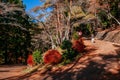 Walking trail and Red Japanese lamp at Chureito Pagoda Arakurayama Sengen Park - Fujiyoshida Royalty Free Stock Photo