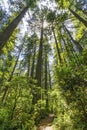 Walking Trail Tall Trees Towering Redwoods National Park California Royalty Free Stock Photo