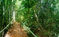 Walking trail in Thai tropical forest.