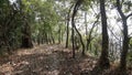 Walking trail through a thick dence tropical forest of Western Ghat