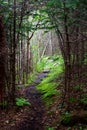 Walking Trail to Flock of Sheep Royalty Free Stock Photo