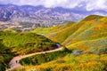 Walking trail in Walker Canyon during the superbloom, California poppies covering the mountain valleys and ridges, Lake Elsinore,