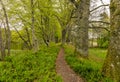 Walking trail Through Woods