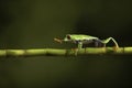 Walking tree frog