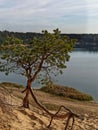 Walking tree by the lake