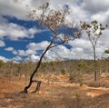 Walking tree soil erosion by overgrazing Royalty Free Stock Photo