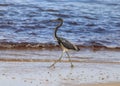 Walking Tri-colored Heron Beach