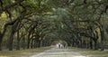 Walking under canopy of live oaks Royalty Free Stock Photo