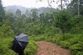 Walking through Unesco World Heritage Site Sinharaja Rain Forest in Sri lanka Royalty Free Stock Photo
