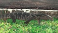 Walking of The Varanidae Water monitor lizard on green grass in the public park HANDHELD