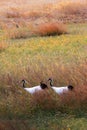 Walking very red-crowned cranes