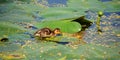 Walking on water lilies leaves babies mallard