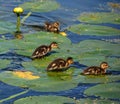 Walking on water lilies leaves babies mallard