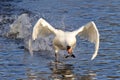 Walking on Water Royalty Free Stock Photo