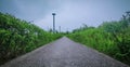 Walking way eampty walkway green background nature