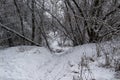 Walking way in the winter nature in city sumy in Ukraine. Winter trees covered with snow and a snowy trail in forest background Royalty Free Stock Photo