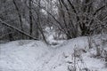 Walking way in the winter nature in city sumy in Ukraine. Winter trees covered with snow and a snowy trail in forest background Royalty Free Stock Photo