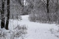Walking way in the winter nature in city sumy in Ukraine. Winter trees covered with snow and a snowy trail in forest background Royalty Free Stock Photo