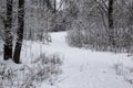 Walking way in the winter nature in city sumy in Ukraine. Winter trees covered with snow and a snowy trail in forest background Royalty Free Stock Photo