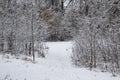 Walking way in the winter nature in city sumy in Ukraine. Winter trees covered with snow and a snowy trail in forest background Royalty Free Stock Photo