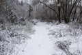 Walking way in the winter nature in city sumy in Ukraine. Winter trees covered with snow and a snowy trail in forest background Royalty Free Stock Photo