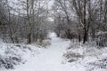 Walking way in the winter nature in city sumy in Ukraine. Winter trees covered with snow and a snowy trail in forest background Royalty Free Stock Photo