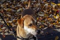 Walking a well trained dog in the fall through the park Royalty Free Stock Photo