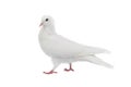 walking white dove isolated on white Royalty Free Stock Photo