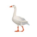 Walking white goose