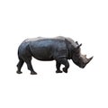 Walking white rhino side view isolated Royalty Free Stock Photo