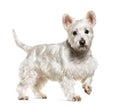 Walking White West Highland White Terrier dog