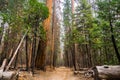 Walking on a wide path through the forests of Yosemite National Park Royalty Free Stock Photo