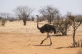 Wild ostrich in desert