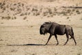 Walking wildebeest Royalty Free Stock Photo