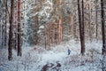 Walking in winter forest Royalty Free Stock Photo