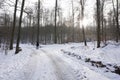 Walking in winterly forest