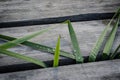 Walking wood bridge close with green straws