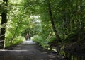 Walking through woods Royalty Free Stock Photo